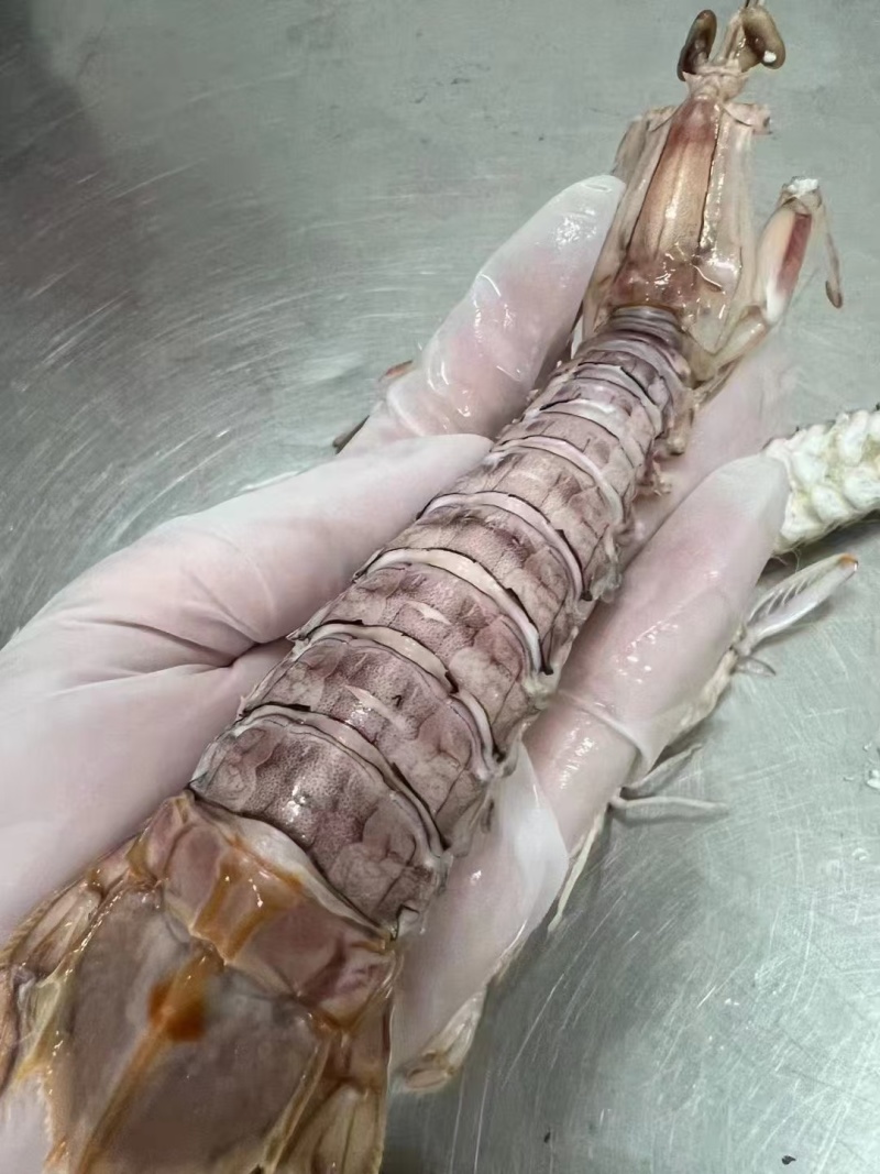 熟冻12-15皮皮虾18元/斤一手货源量大，从优