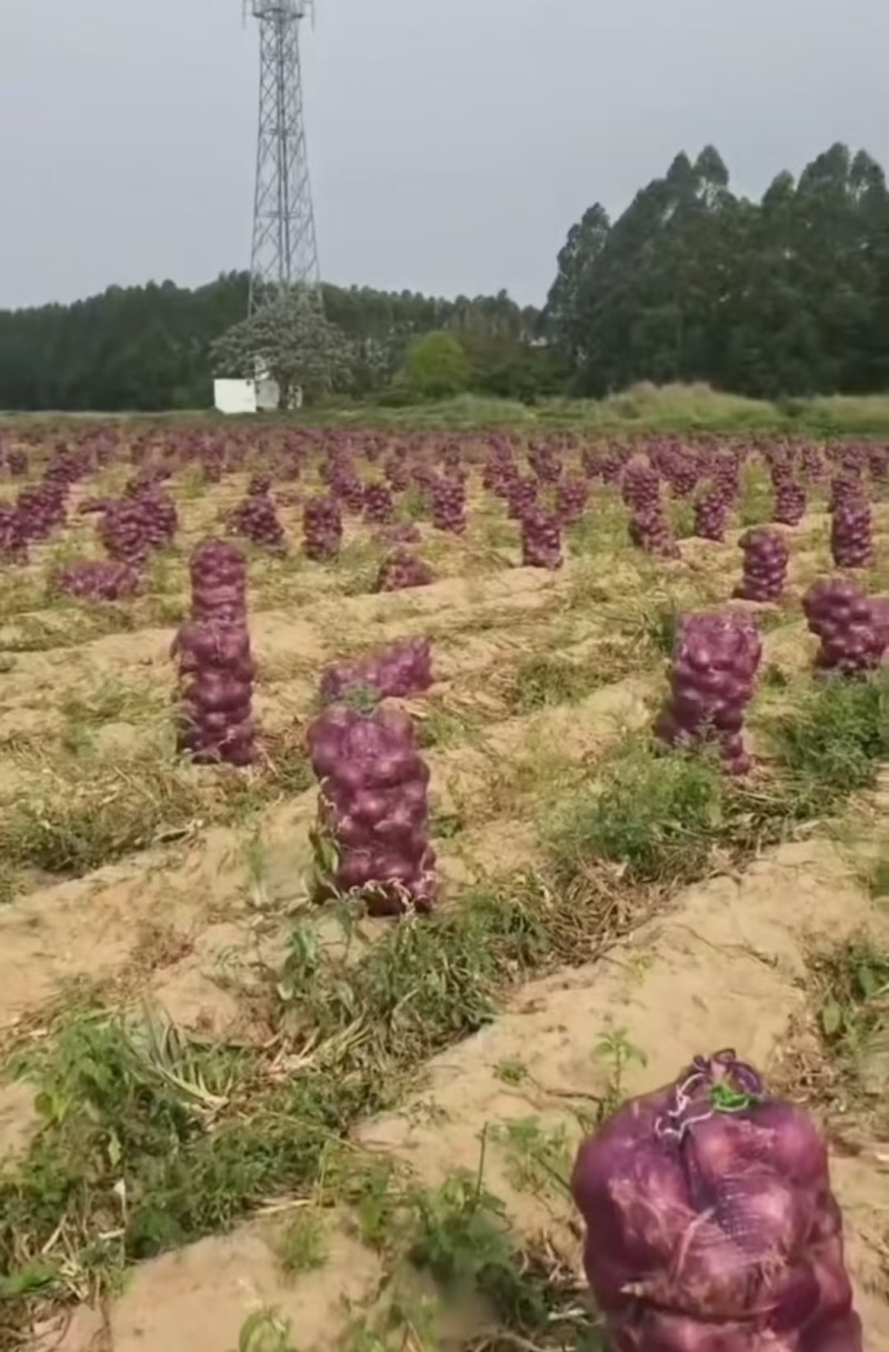 推荐山东洋葱紫皮洋葱红皮产地直供无烂无苔欢迎联系