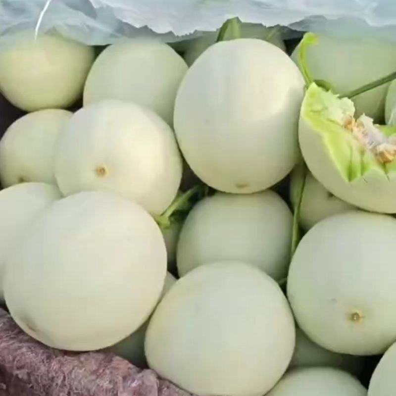 【量大优惠】玉菇甜瓜大量上市基地直供对接批发电商商超
