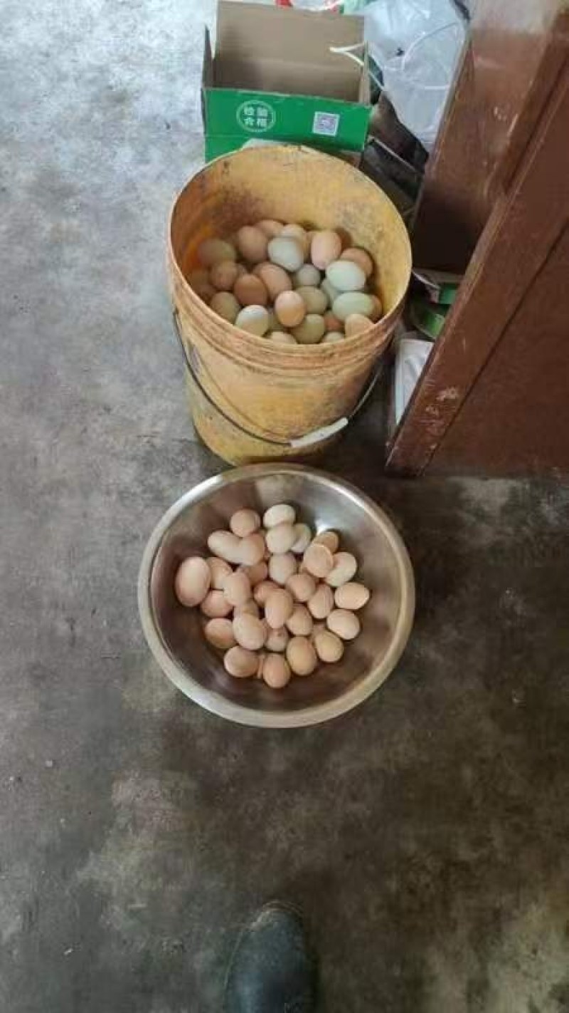 农家自养土鸡蛋，土鸡