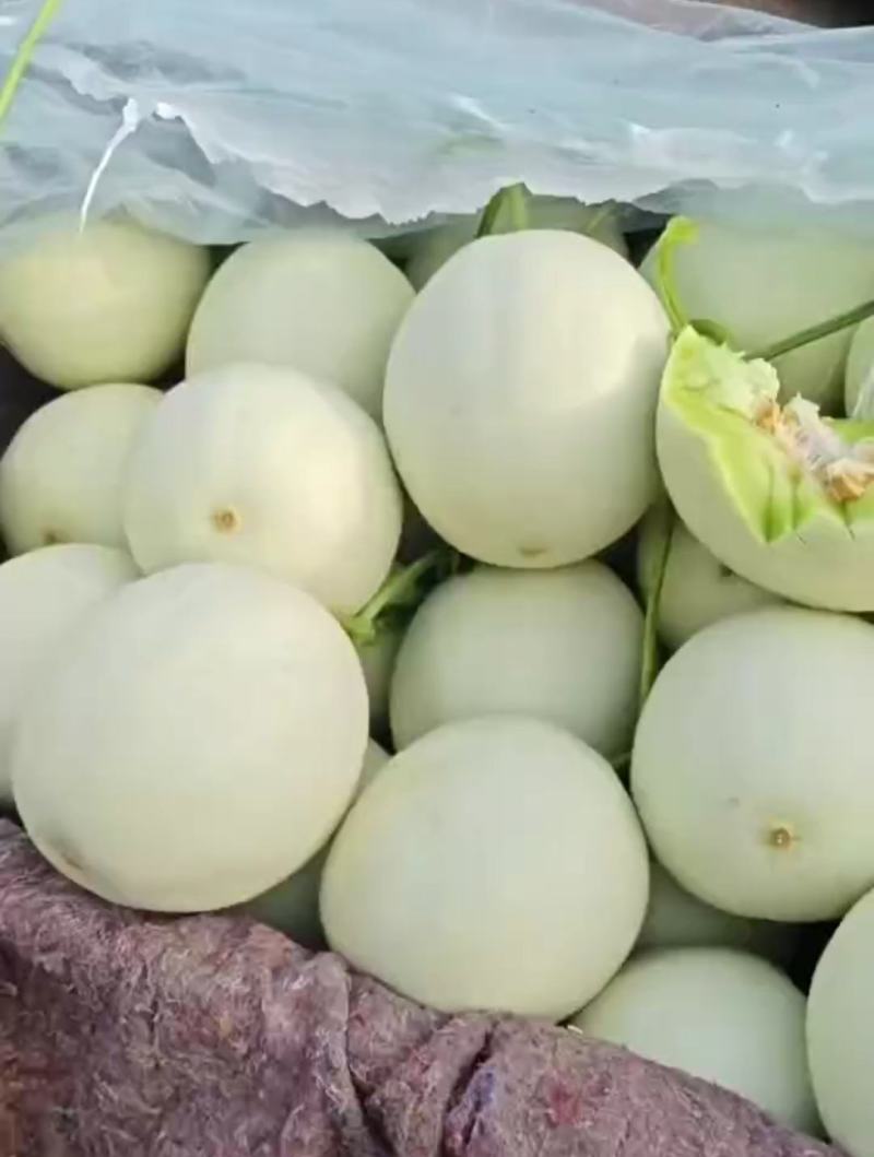 【量大优惠】玉菇甜瓜大量上市基地直供对接批发电商商超