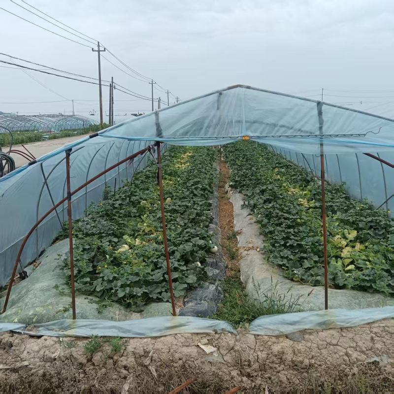【量大优惠】玉菇甜瓜大量上市基地直供对接批发电商商超