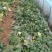 【量大优惠】玉菇甜瓜大量上市基地直供对接批发电商商超
