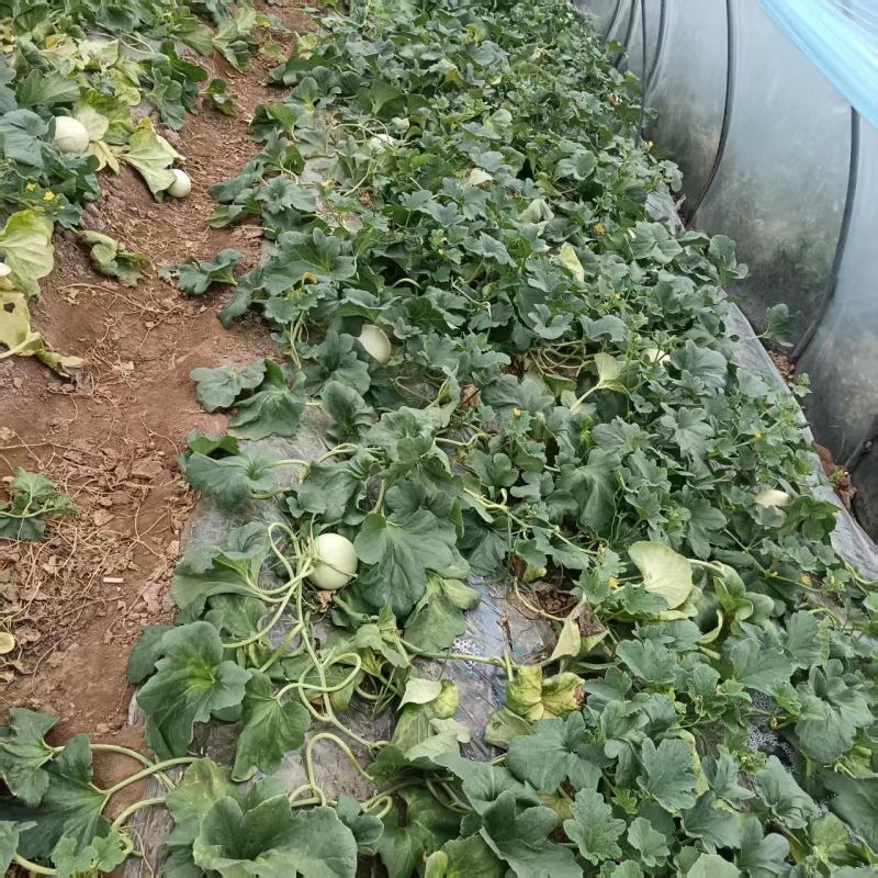 【量大优惠】玉菇甜瓜大量上市基地直供对接批发电商商超