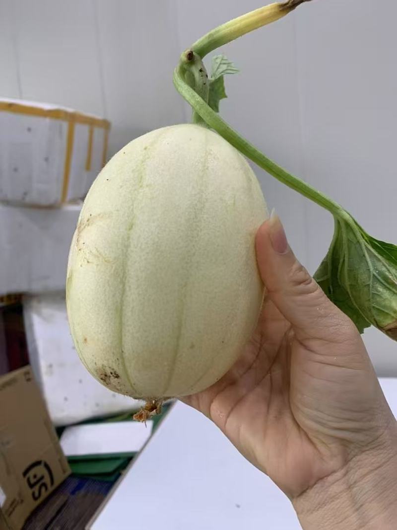 【品质保障】东方密甜瓜量大优惠基地供货欢迎来电咨询