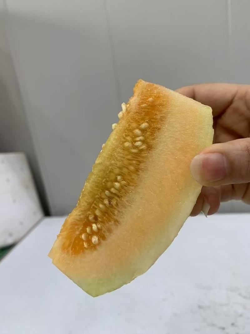 【品质保障】东方密甜瓜量大优惠基地供货欢迎来电咨询