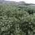 【量大优惠】浙江大豆品质保障对接批发电商加工厂