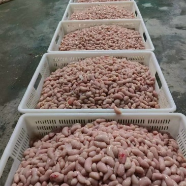 精品鸡腰子鲜品冷冻都有，各种规格，质量保证可视频看货