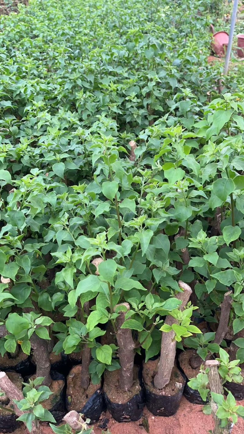 三角梅红樱绿樱30杆子