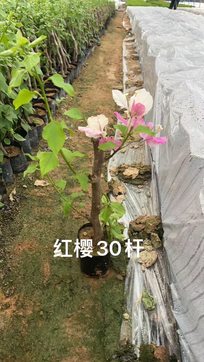 三角梅红樱绿樱30杆子