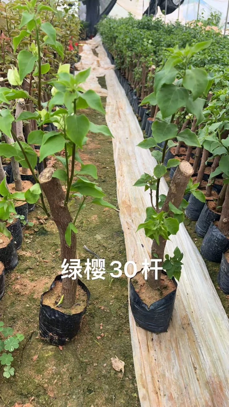 三角梅红樱绿樱30杆子