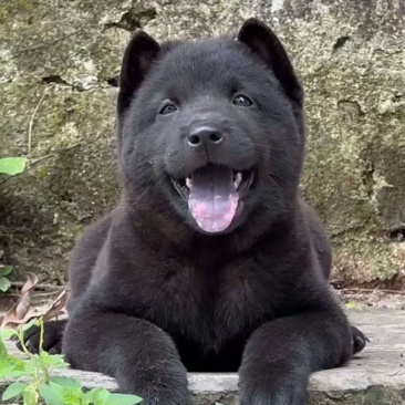 精品五黑犬，呆萌可爱，温驯忠诚，可视频看