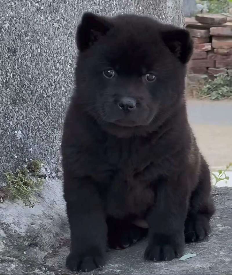 精品五黑犬，呆萌可爱，温驯忠诚，可视频看