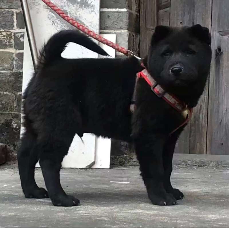 精品五黑犬，呆萌可爱，温驯忠诚，可视频看