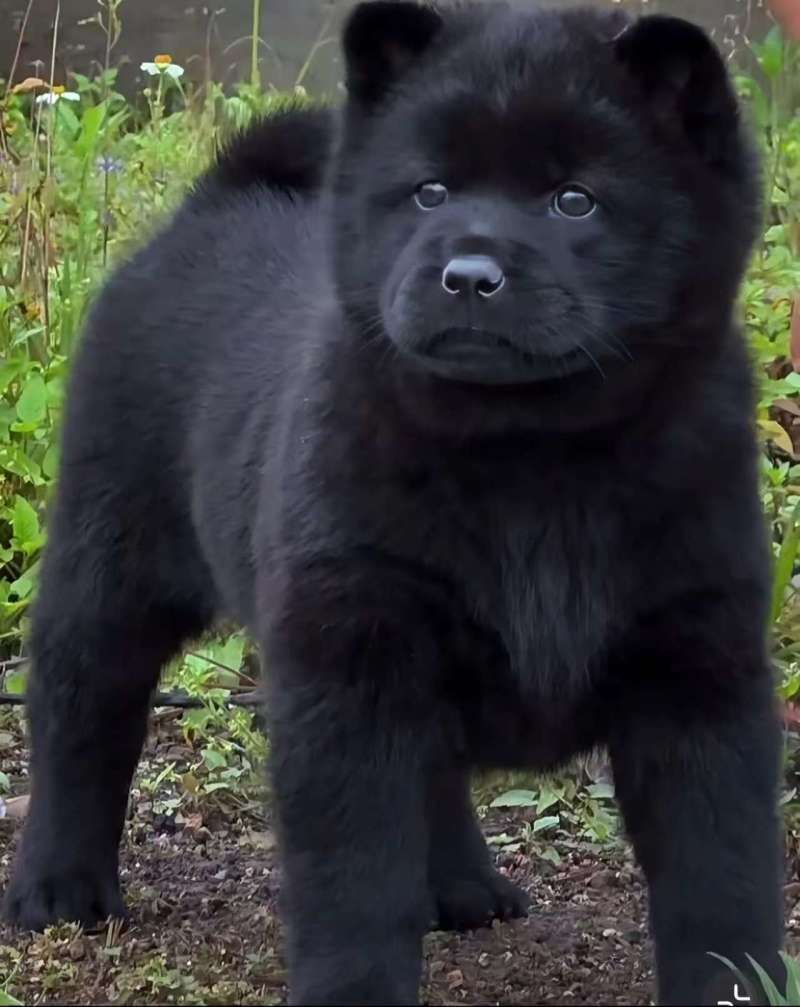 精品五黑犬，呆萌可爱，温驯忠诚，可视频看