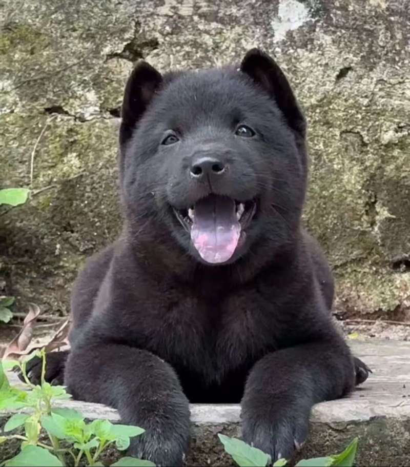 精品五黑犬，呆萌可爱，温驯忠诚，可视频看