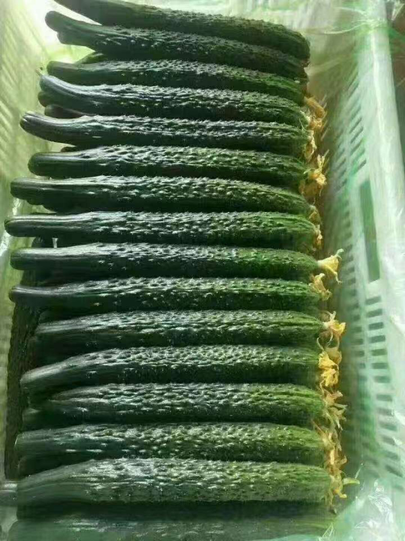 蜜刺黄瓜，电商货，市场货，商超货，大量供应中
