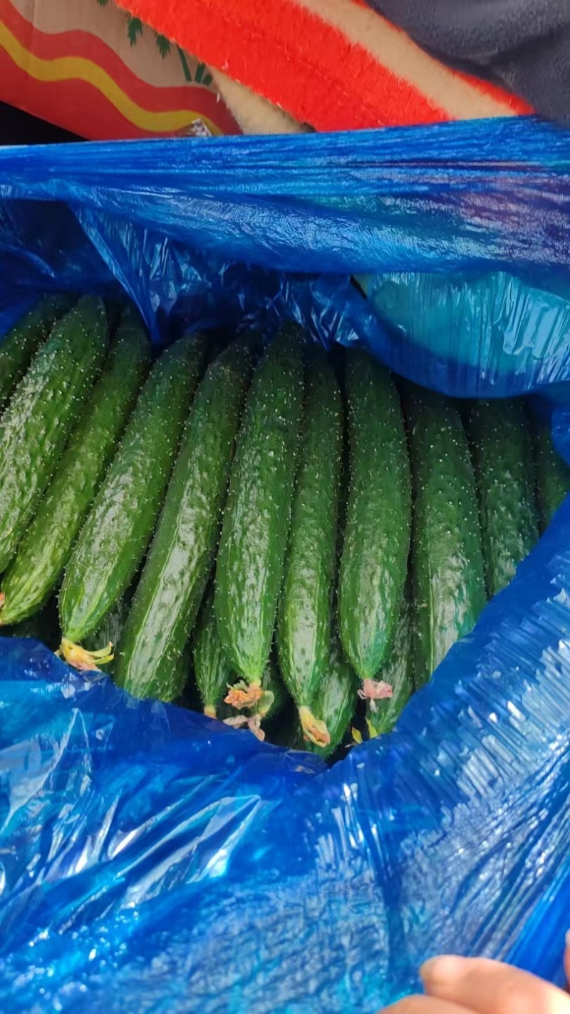 蜜刺黄瓜，电商货，市场货，商超货，大量供应中
