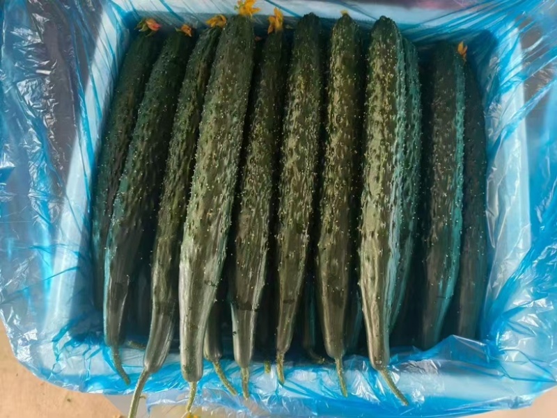 蜜刺黄瓜，电商货，市场货，商超货，大量供应中