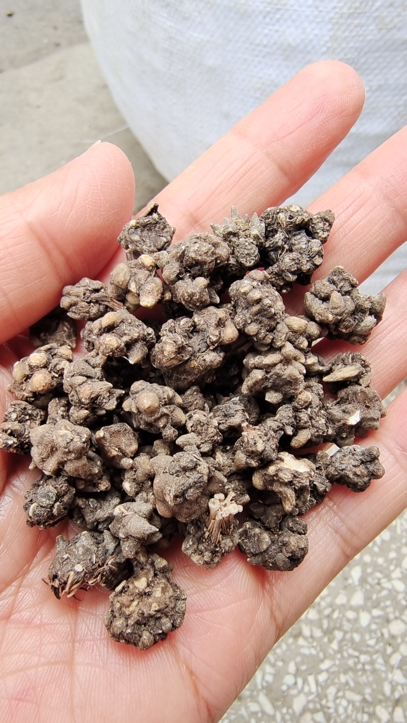 猫爪草水洗三遍干货2斤起包邮量大从优