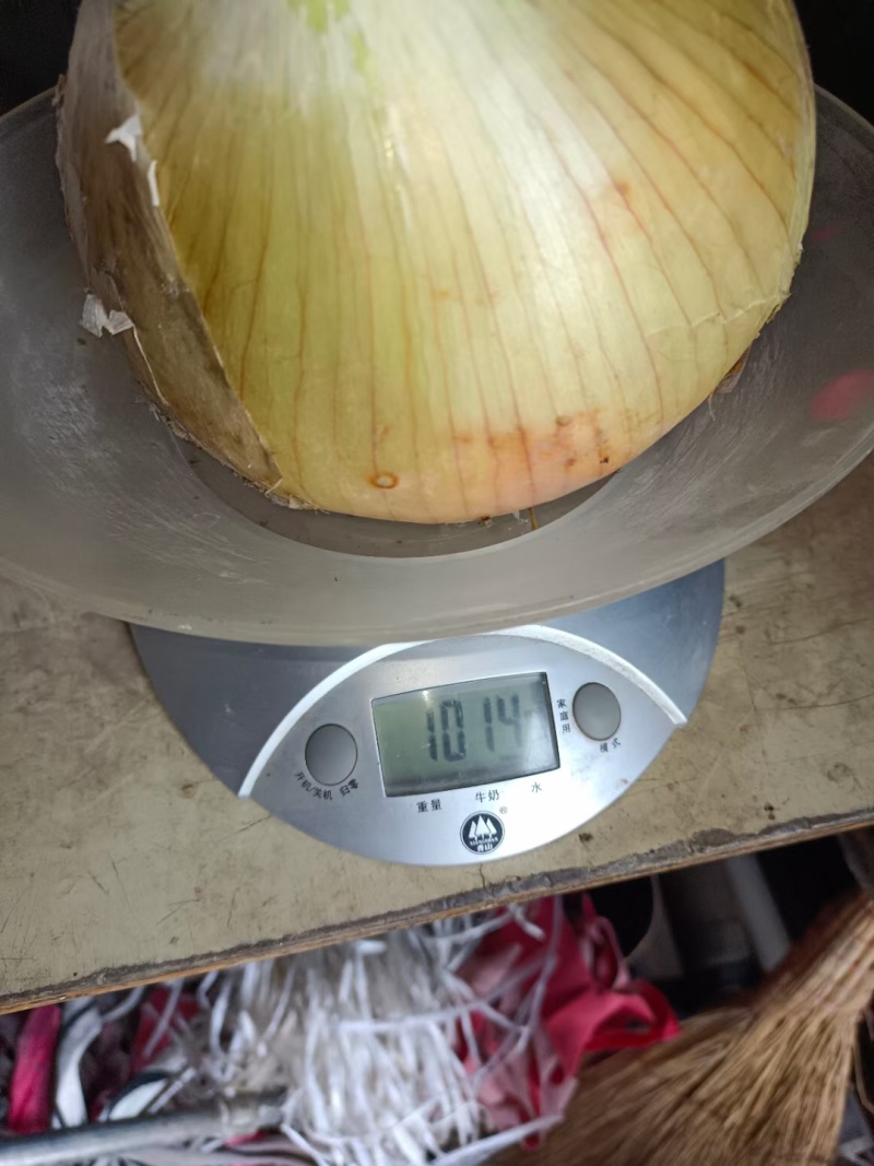 黄皮洋葱
