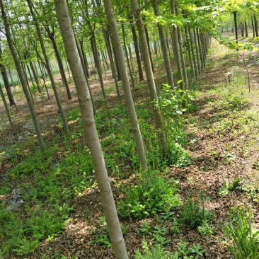 美国红枫6公分8公分美国红枫10公分美国红枫