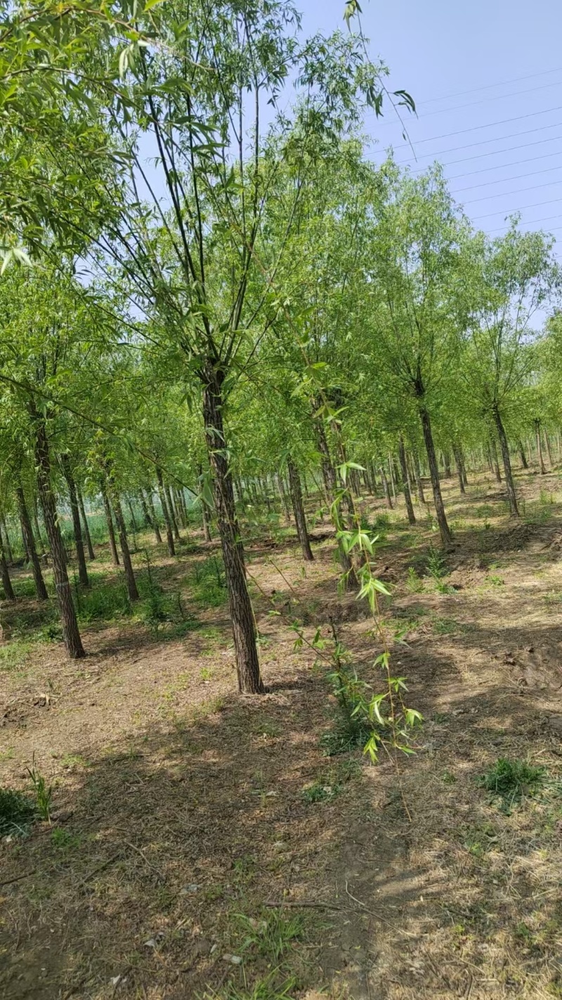 10公分垂柳11公分垂柳12公分垂柳
