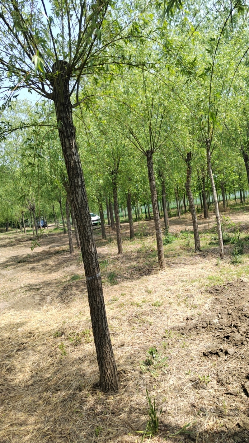 10公分垂柳11公分垂柳12公分垂柳