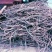 牛大力货源正规量大优惠多货源充足无忧