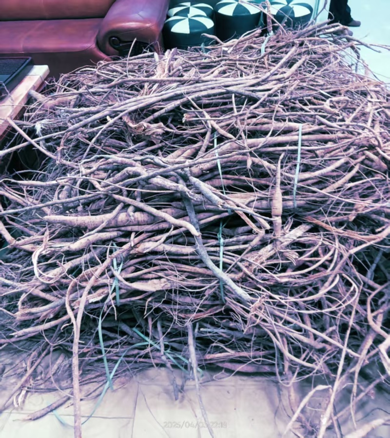 牛大力货源正规量大优惠多货源充足无忧
