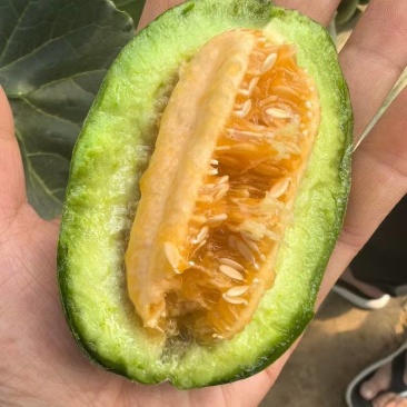 绿美人甜瓜，甜瓜类新贵，酥脆香甜，产地直发，保证品质，