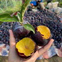 李子河南优质黑布林大量上市，口感酸甜量大从优