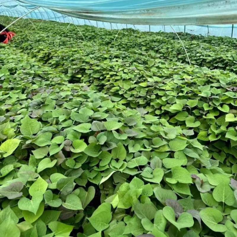 烟薯蜜薯苗、高剪苗、拔苗、需要的朋友们联系！
