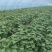 烟薯蜜薯苗、高剪苗、拔苗、需要的朋友们联系！