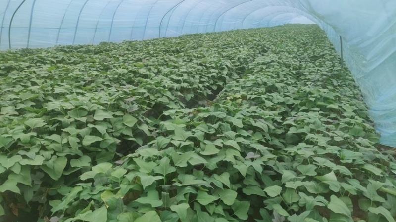 烟薯蜜薯苗、高剪苗、拔苗、需要的朋友们联系！