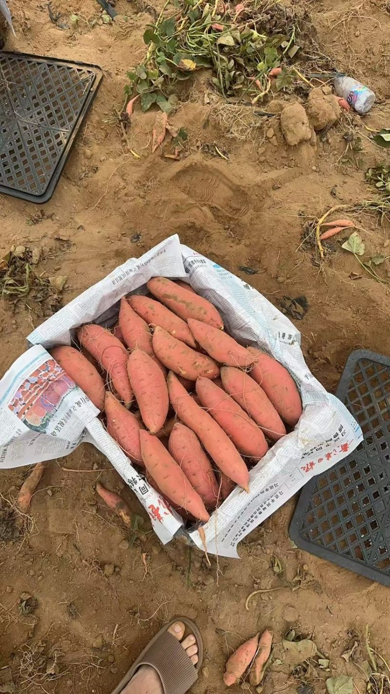 烟薯蜜薯苗、高剪苗、拔苗、需要的朋友们联系！