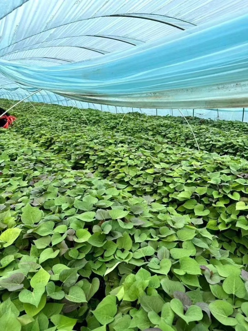 烟薯蜜薯苗、高剪苗、拔苗、需要的朋友们联系！
