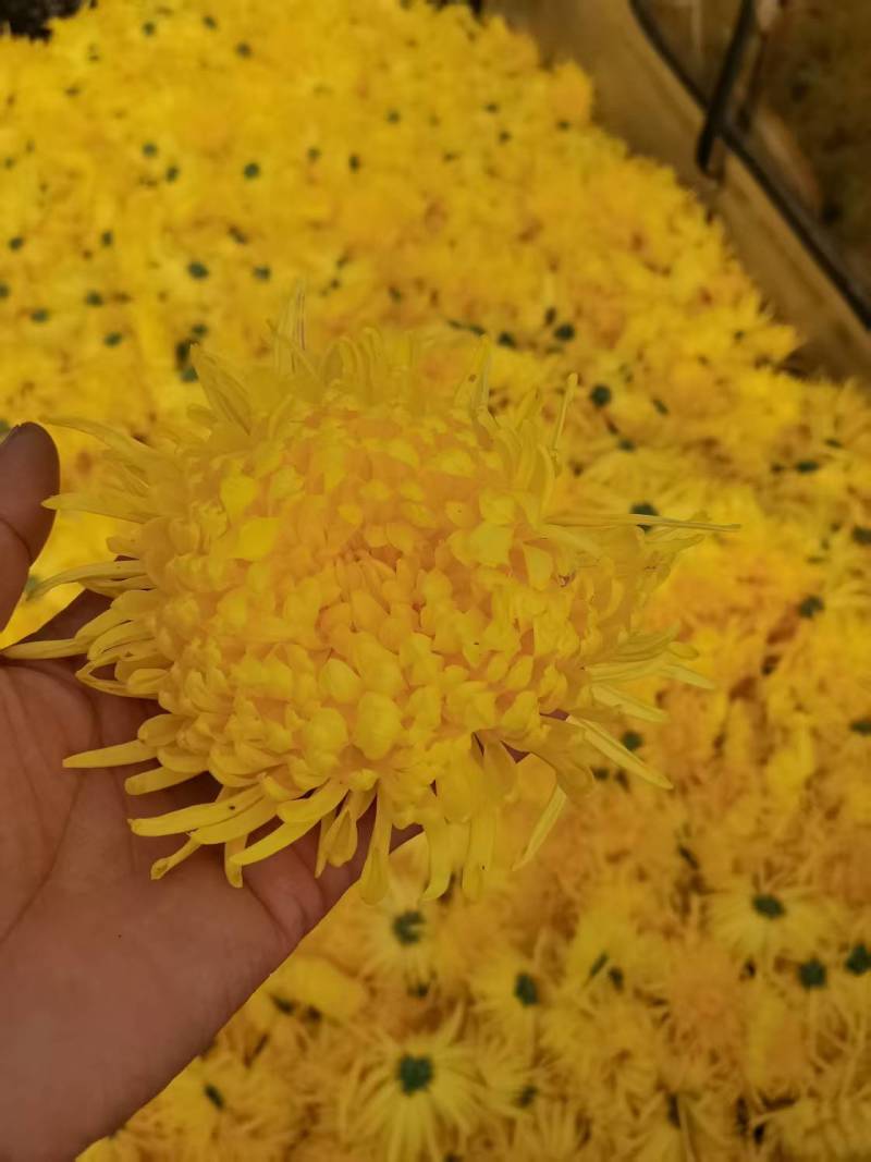 金丝皇菊苗