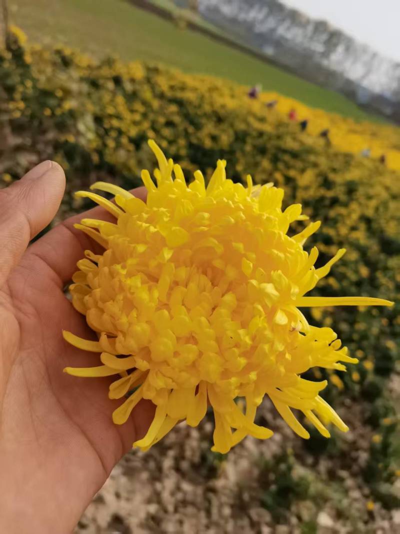 金丝皇菊苗