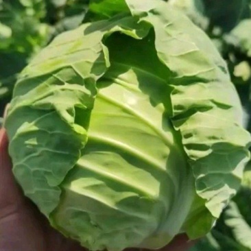 河南精品甘蓝