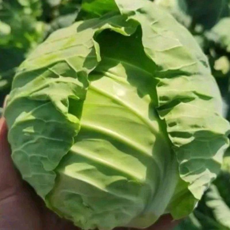 河南精品甘蓝