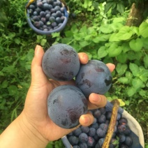 河南李子精品黑总统李子黑宝石大量上市口感甜量大