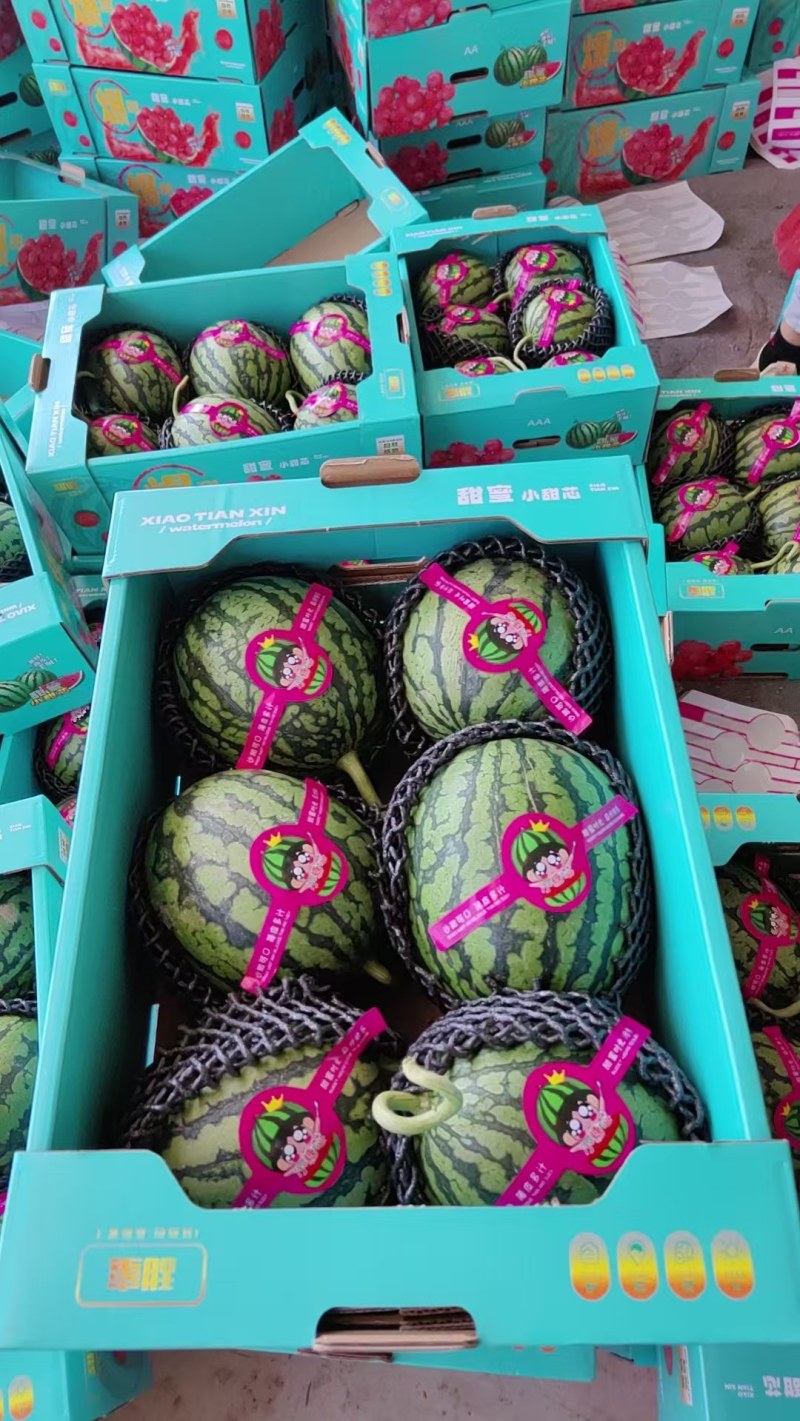 早春红玉小糖丸大量上市，物优价美欢迎采购