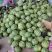 早春红玉小糖丸大量上市，物优价美欢迎采购