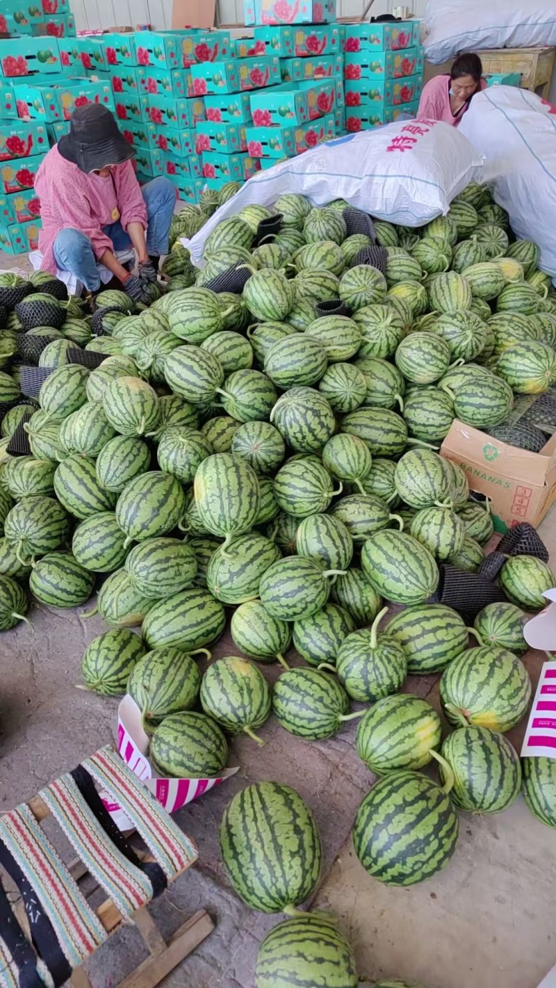 早春红玉小糖丸大量上市，物优价美欢迎采购