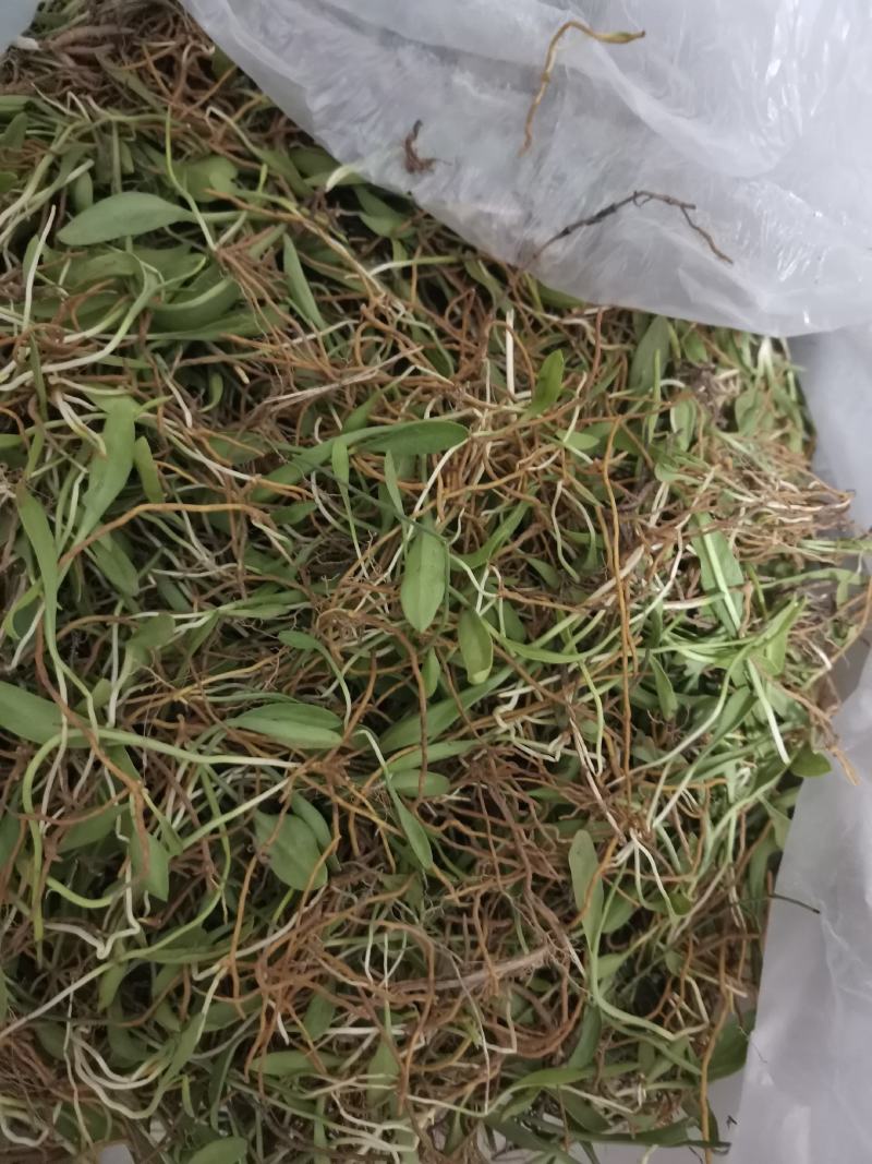 精品，新鲜一支箭一叶草！！！！！！！！！！