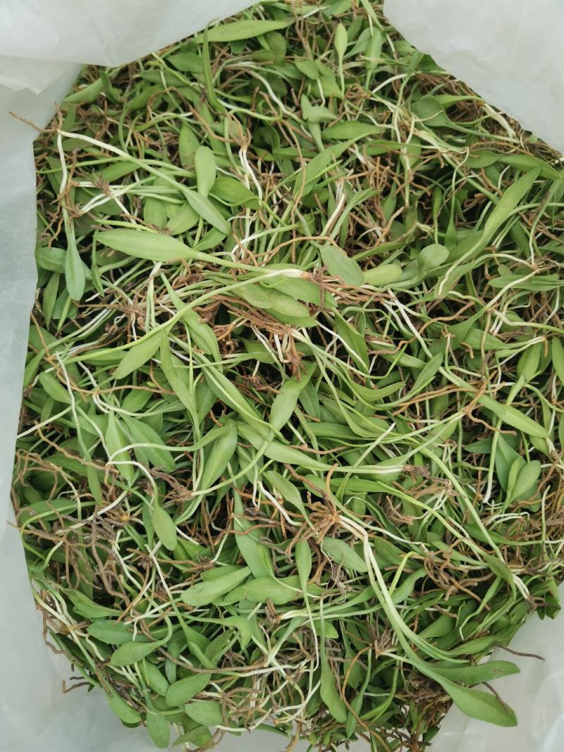 精品，新鲜一支箭一叶草！！！！！！！！！！