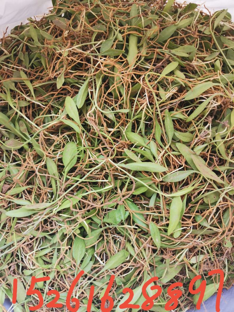 精品，新鲜一支箭一叶草！！！！！！！！！！