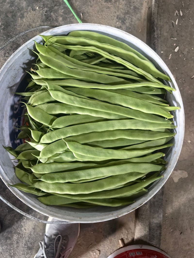 绿扁豆聊城青扁豆角商超电商配货一手货源代发全国市场
