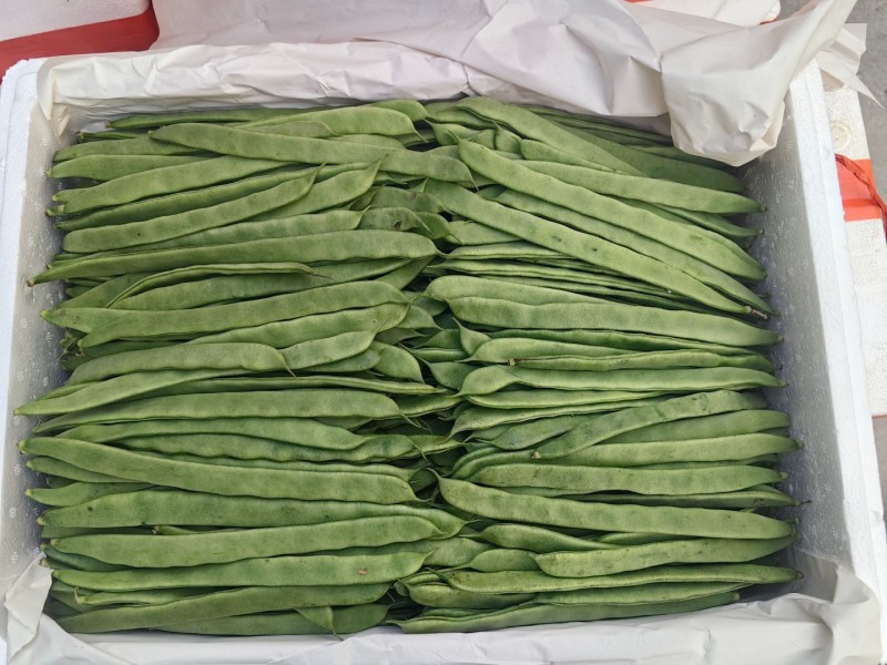 绿扁豆聊城青扁豆角商超电商配货一手货源代发全国市场